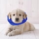 thumbnail image 5 of Diadema elástica de invierno para perro, cachorro, resistente al ruido y al viento, calentador de orejas para el cuello S, 5 of 9
