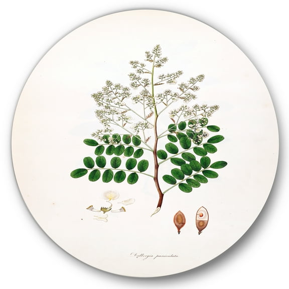 Designart 'Ancient Botanicals XII' Farmhouse Circle Metal Wall Art 36x36 - Disc of 36
