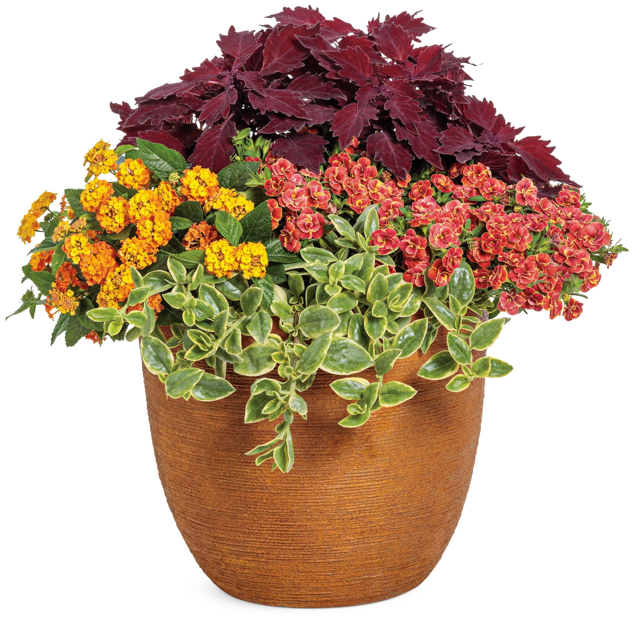 Proven Winners 4" Multicolor Luscious Basket Tangeglow Lantana Live Plant in 4.25" Pot (4 Count)