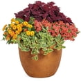 thumbnail image 5 of Proven Winners 4" Multicolor Luscious Basket Tangeglow Lantana Live Plant in 4.25" Pot (4 Count), 5 of 9