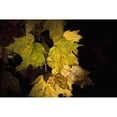 thumbnail image 2 of New Hampshire, White Mountains, Sun Lit Foliage. Poster Print (38 x 24), 2 of 4