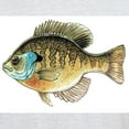 thumbnail image 3 of CafePress - Bluegill Bream Fishing Ash Grey T Shirt - Light T-Shirt - CP, 3 of 4