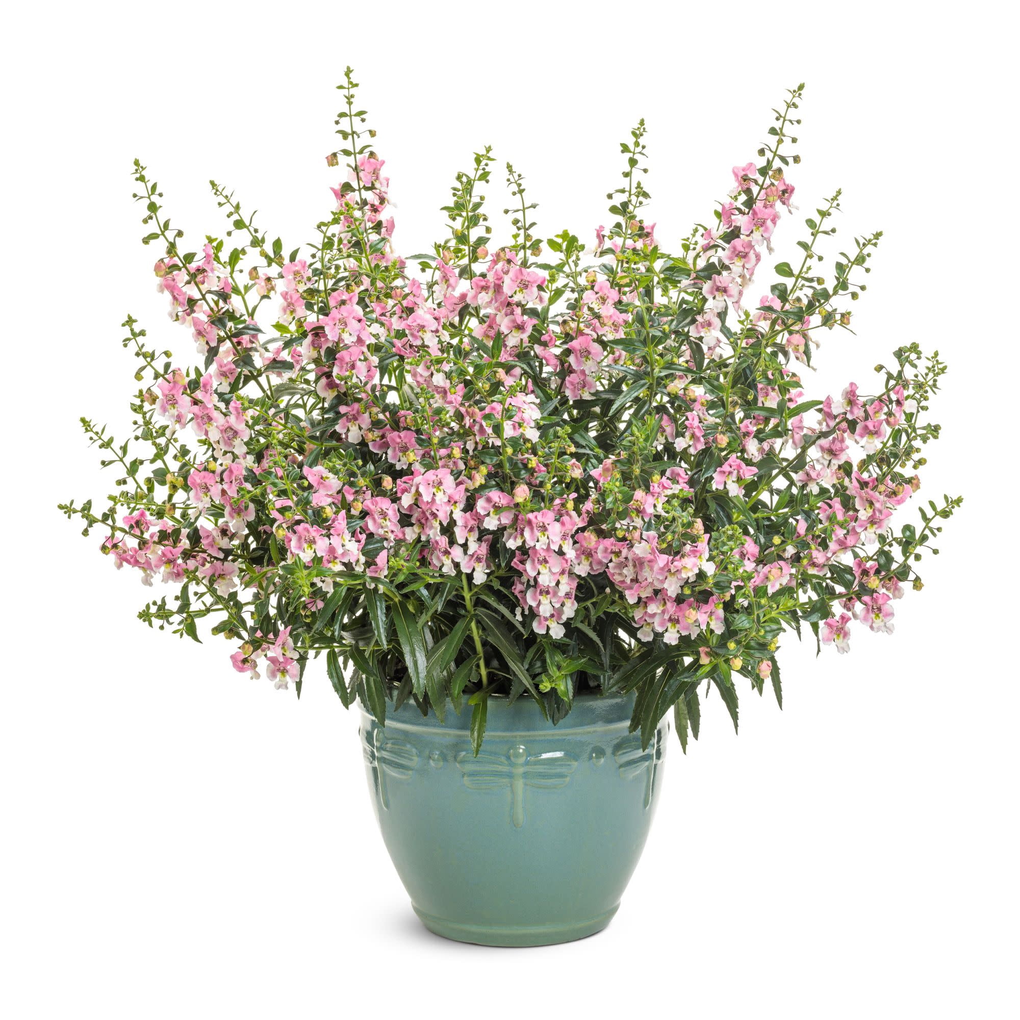 Proven Winners 4" Angelface Wedgewood Pink Summer Snapdragon Live Plant in 4.25" Pot (4 Count)