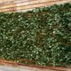 thumbnail image 2 of Costway Seto Artificial con Hojas de Hiedra para Decoración de Jardín Valla Pantalla de Privacidad Protectora para Balcón Verde 150 x 240 cm, 2 of 9