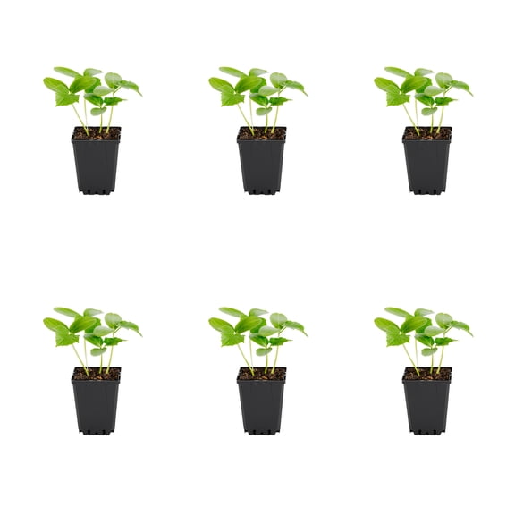 Expert Gardener 1PT Burpless Cucumber Live Edible Plant Sun 6-Pack