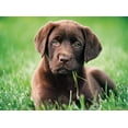 thumbnail image 2 of Chocolate Puppy - 500 PC Puzzle, 2 of 2