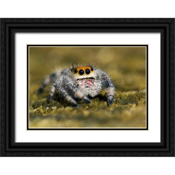 Williams, Joanne 32x23 Black Ornate Wood Framed with Double Matting Museum Art Print Titled - USA, Florida Close-up of jumping spider