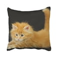 thumbnail image 1 of RYLABLUE Decorative Decorative Standard Pillow Case Animals kitten cat red fluffy Size 18x18 inches Two Side, 1 of 1
