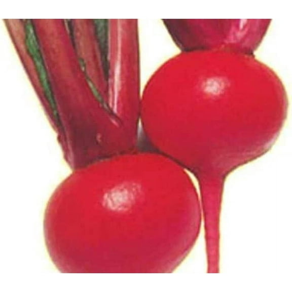 Red Round Turnip Seeds for Planting - 100 Seeds - Exotic Heirloom Garden Seeds