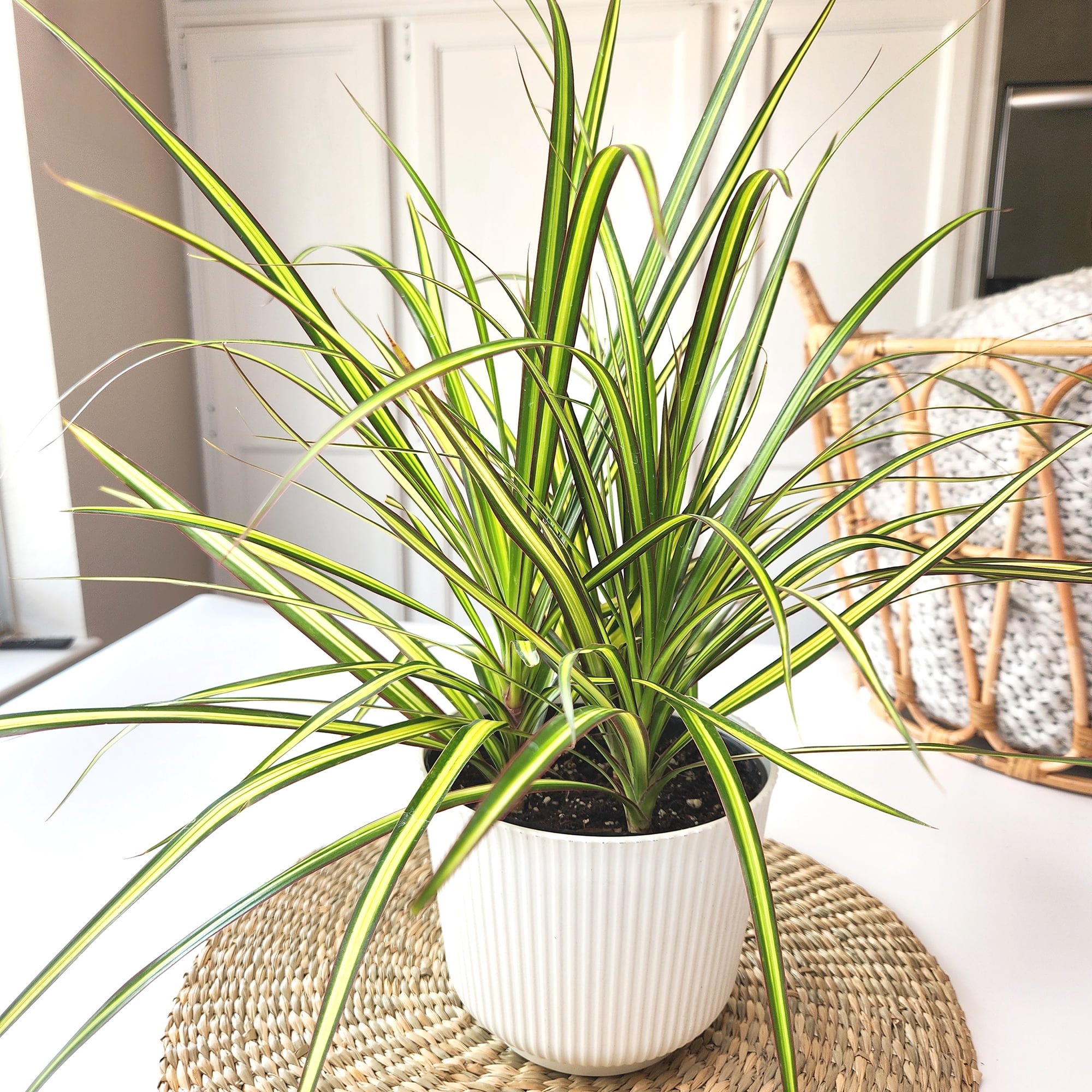 Element Sunray Dragon Dracaena Marginata in 6" White Decor Pot (Approx 15" Tall) Live Plan