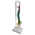 thumbnail image 2 of lionlar Colored Human Spine Model Study Model Spinal Cord for Classroom with Pelvis with with Pelvis Hanging, 2 of 9