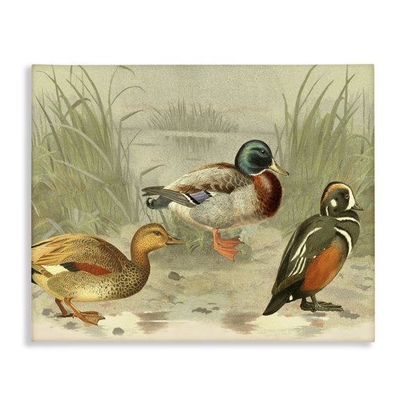 Stupell Industries Victorian Various Ducks by Pond Canvas Art, 20 x 16, by Gail Fraser