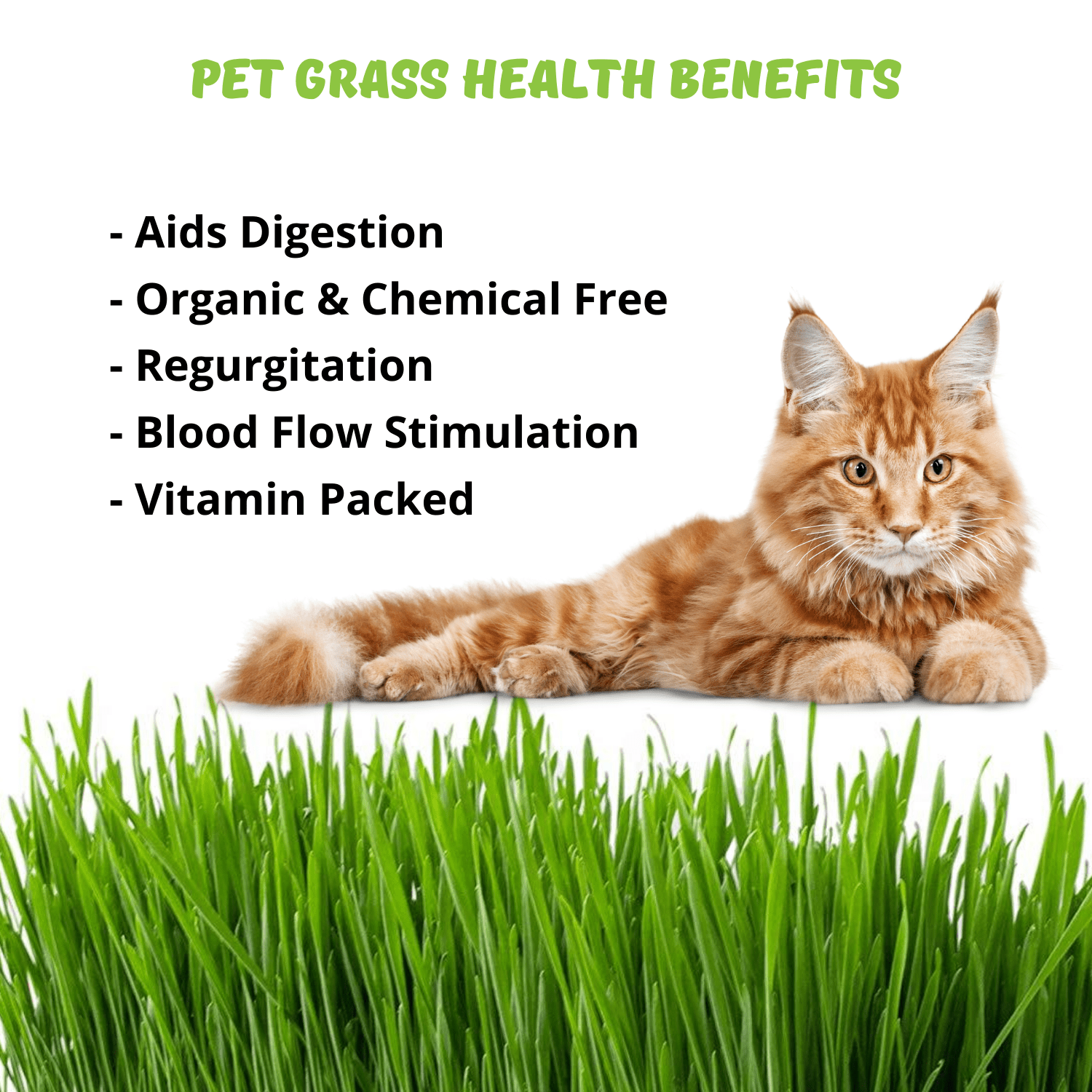 Organic Cat Grass Seeds Kit - Decorative Reclaimed Barnwood Style Organic Wheatgrass Seeds Planter - Rich Brown - Hairball Remedy for Cats, Healthy Pet Grass Supplement & Wheatgrass Growing Kit