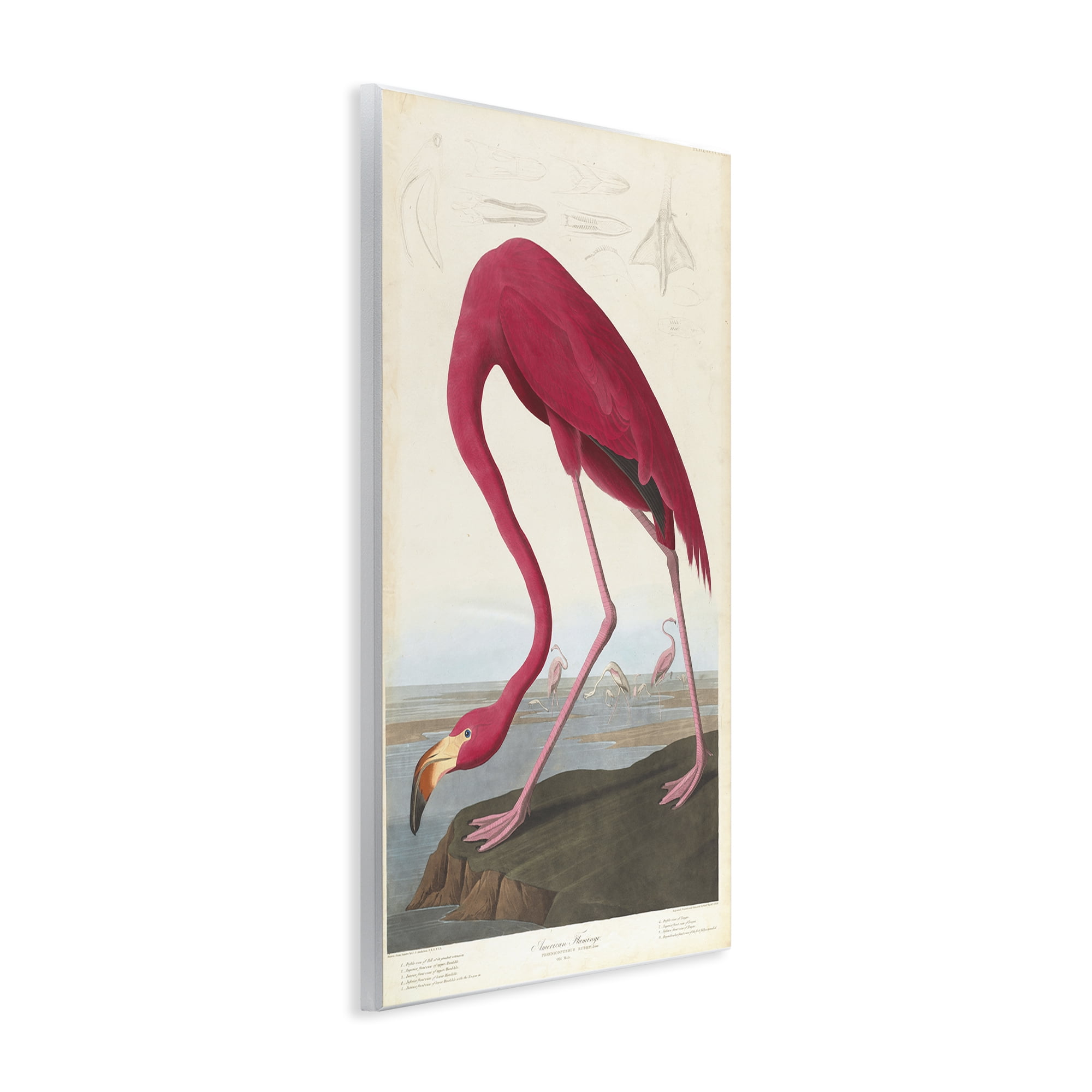 Stupell Industries Classic American Flamingo Animals Painting Unframed Art Print Wall Art, 10 x 15