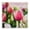 Shabby Chic Tulips Meadow, variant on Stupell Industries Cottage Black Floating Frame Canvas Art, 18 x 18, by Raquel Roth