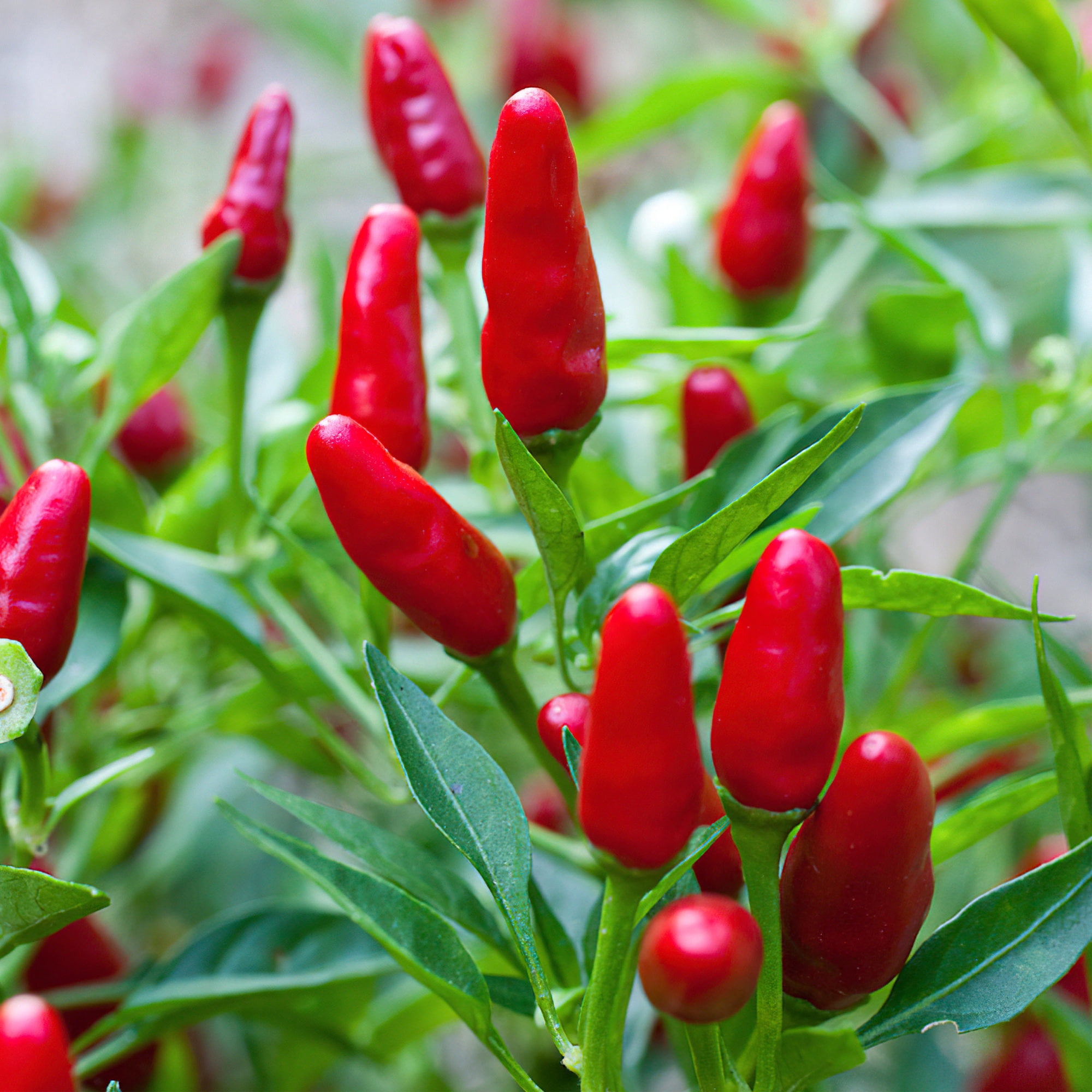 Bonnie Plants Thai Hot Pepper, Ideal for Containers, 2.32 qt