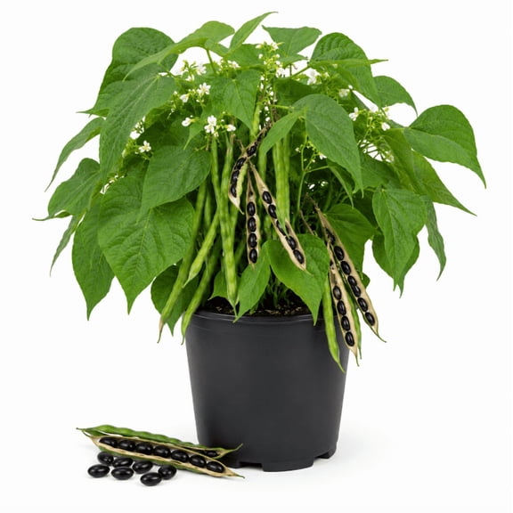 2 Black Bean Plants Per Pot, Live Black Bean Seedlings 3-5 Inches Tall, Heirloom Vegetable Garden Starter, Easy Grow Edible Bean Plant for Home Gardens