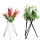 thumbnail image 4 of soportes para plantas de Tillandsia, de hierro, para jardinería doméstica (blanco), 4 of 6