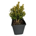 thumbnail image 2 of Wee Willie Boxwood - Buxus - Very Dwarf - Indoors/Out - Quart Pot, 2 of 3
