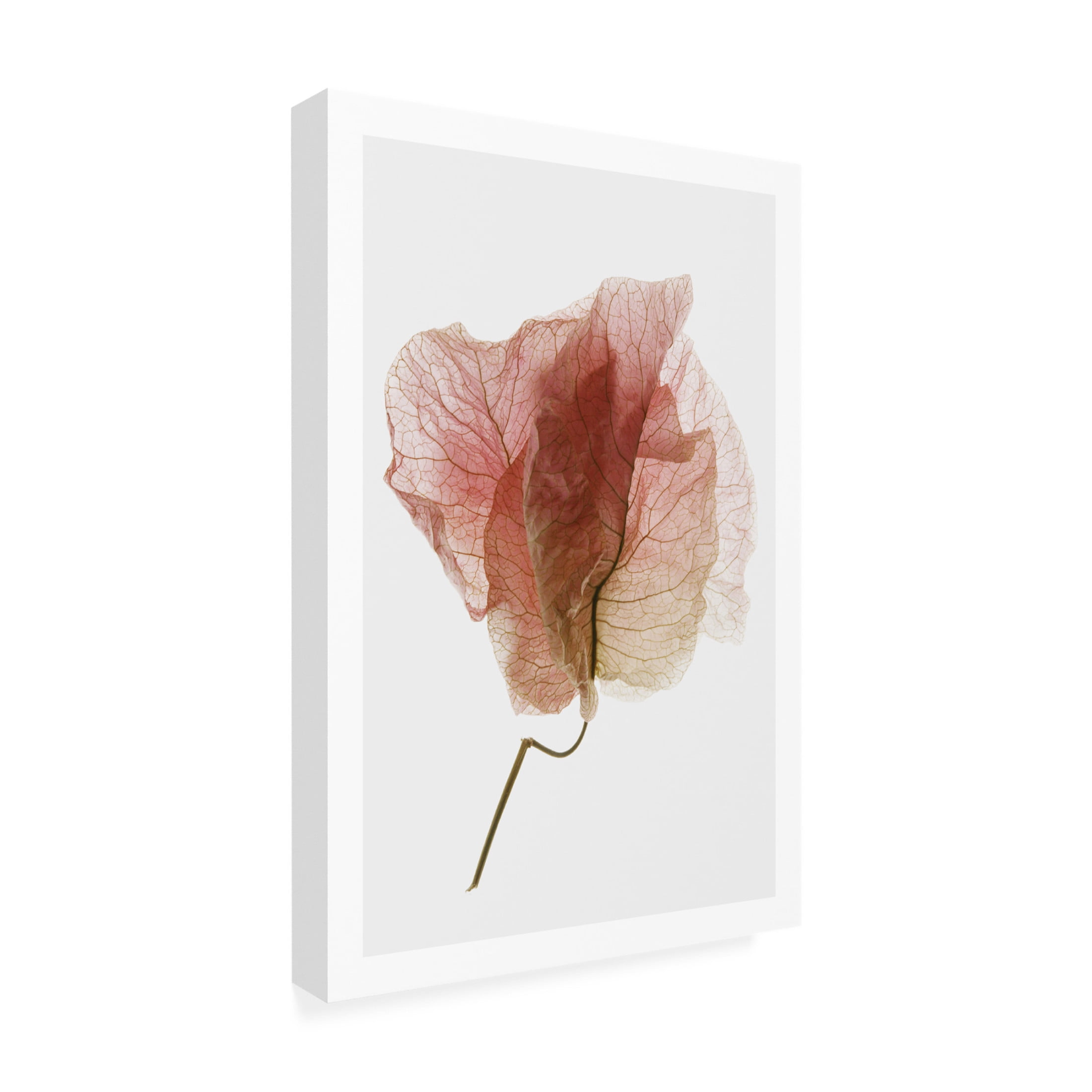 Trademark Fine Art Shot by Clint Bougainvillea Study No4 Canvas Wall Art