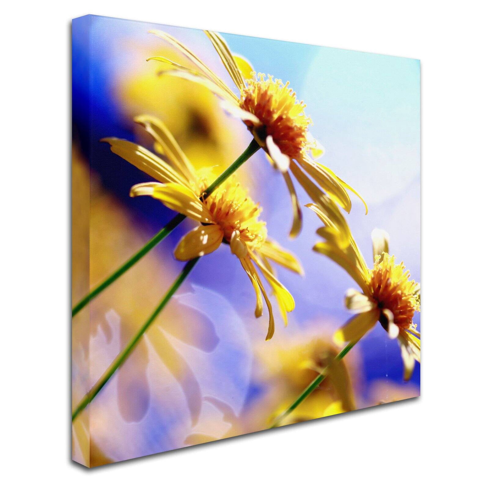 Trademark Fine Art "Sunny Days" Canvas Art by Beata Czyzowska Young