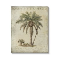 Stupell Industries Vintage Palm Tree Study Botanical & Floral Painting Gallery Wrapped Canvas Art Print Wall Art, 24 x 30