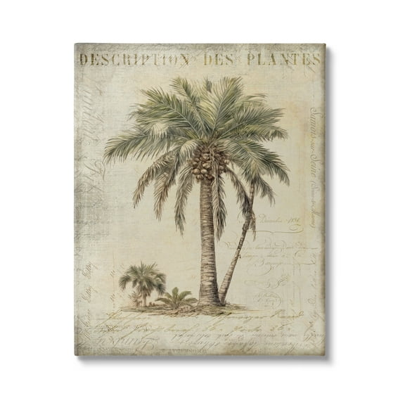 Stupell Industries Vintage Palm Tree Study Botanical & Floral Painting Gallery Wrapped Canvas Art Print Wall Art, 24 x 30