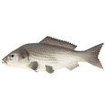 thumbnail image 1 of Coofit Résine d'Aliment Artificiel Réaliste - Jouet Poisson de Mer Réaliste Fausses Crevettes Crabes, 1 of 3