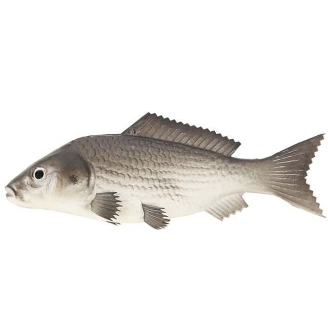 Coofit Résine d'Aliment Artificiel Réaliste - Jouet Poisson de Mer Réaliste Fausses Crevettes Crabes