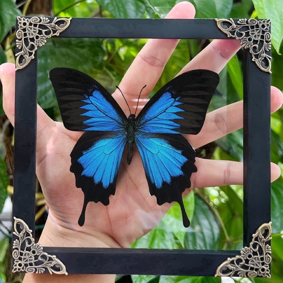 Blue Winged Framed Shadow Box Art, Square Black Frame Curiosity Display, Dark Aesthetic Tabletop or Wall Hanging Home Decor
