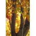 thumbnail image 2 of Putman, Tammy 17x24 Gold Ornate Wood Framed with Double Matting Museum Art Print Titled - Fall Maple, 2 of 4