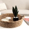 thumbnail image 4 of Kotera Snake Plant in Ceramic Pot, 4 of 8