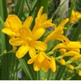 thumbnail image 4 of 25 Yellow Crocosmia Bulbs, Perennial Crocosmia Flower Bulbs for Planting, Flowering Perennial, 4 of 4