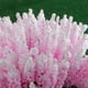 thumbnail image 4 of Conjunto de 100 flores artificiales de lavanda. Ramo de lavanda. Ramo de lavanda., 4 of 6