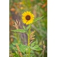 thumbnail image 2 of Jaynes Gallery 17x24 White Modern Wood Framed Museum Art Print Titled - USA-Colorado-Windsor Close-up of sunflower, 2 of 4