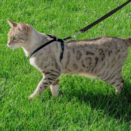 Premier Pet Cat Harness & Leash for Medium Cats - Best for Cats 5 - 12 Lb. - Safely Enjoy the Outdoors with Your Cat - Adjustable for a Safe, Custom (What's The Best Harness For A Corgi)