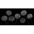 thumbnail image 2 of Frank, Assaf 24x14 Black Ornate Wood Framed with Double Matting Museum Art Print Titled - Dandelion flowers over black background, 2 of 4