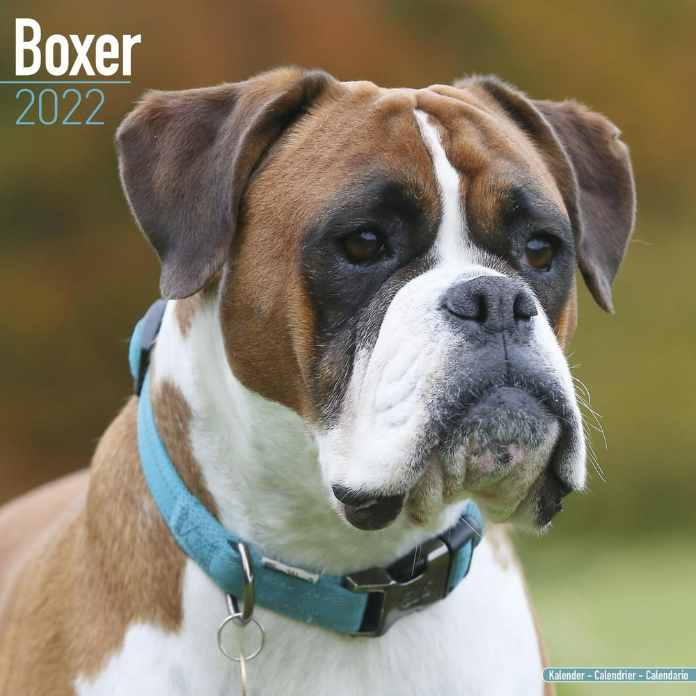 Boxer Calendar 2022 Boxer Dog Breed Calendar Boxers Premium Wall