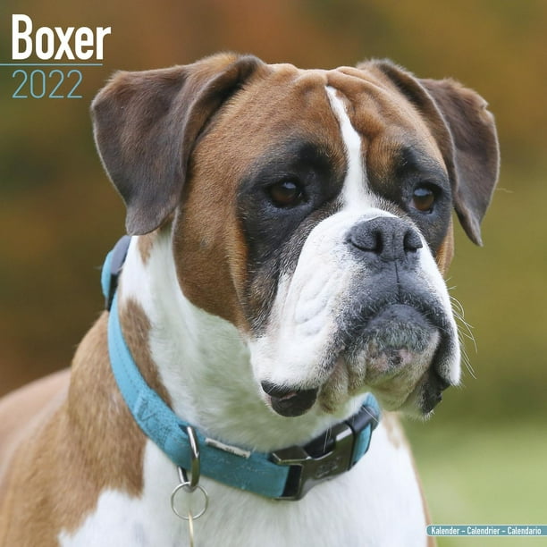 Boxer Calendar 2022 Boxer Dog Breed Calendar Boxers Premium Wall
