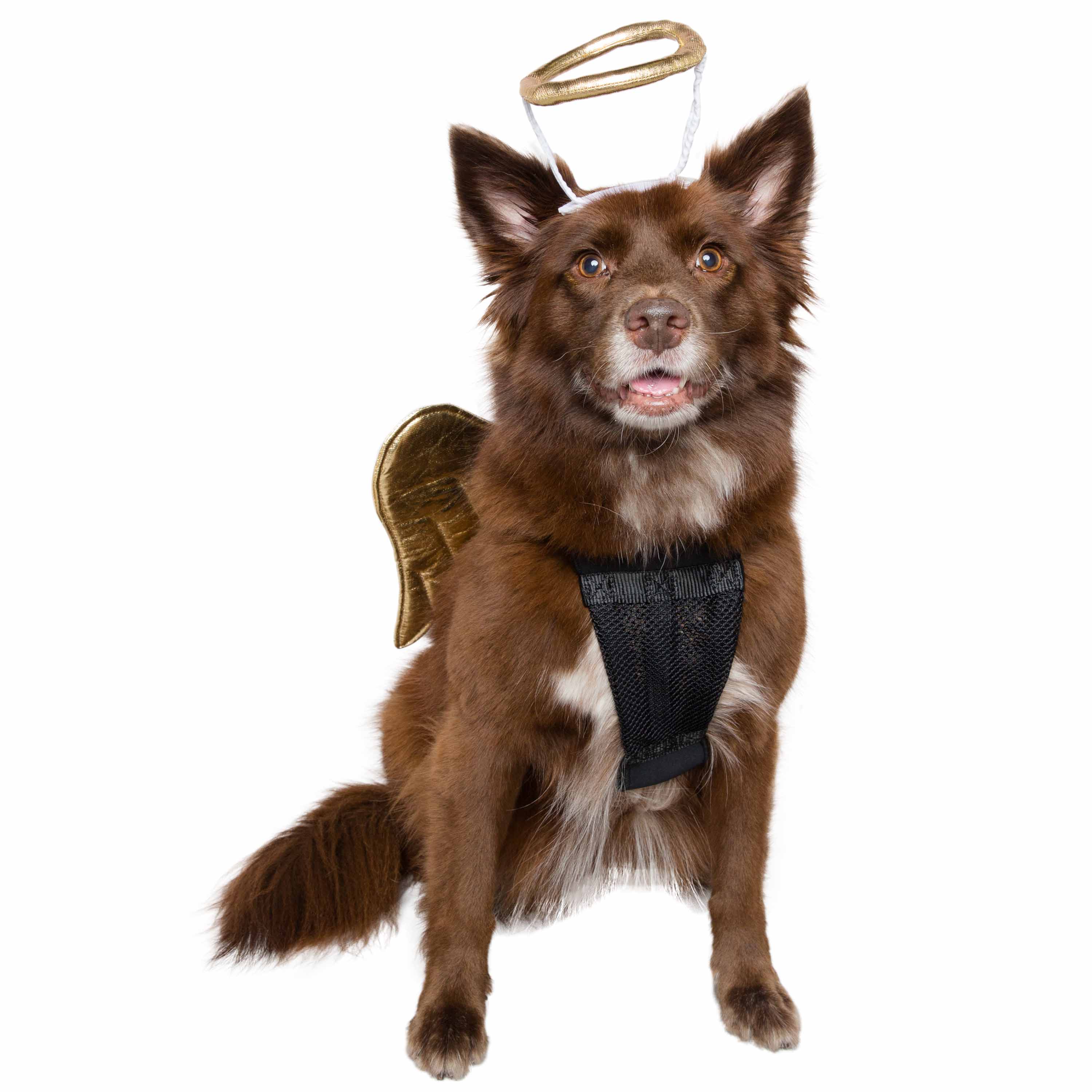 Pet Krewe Angel Dog Costume - Dog Angel Wings - Harness Attachment, One Size Fits All - image 5 of 8