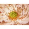 thumbnail image 2 of PI Studio 14x12 White Modern Wood Framed Museum Art Print Titled - Peaches and Cream, 2 of 4