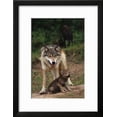 thumbnail image 2 of Grey Wolf with Pup, Framed Art Print Wall Art by W^ Perry Conway Sold by Art.Com, 2 of 6