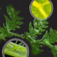 thumbnail image 3 of Microscope for Kids - Science Kit with an Easy-to-Use Kids Microscope  Up to 1200x Zoom  Blank and Prepared Slides, 3 of 6