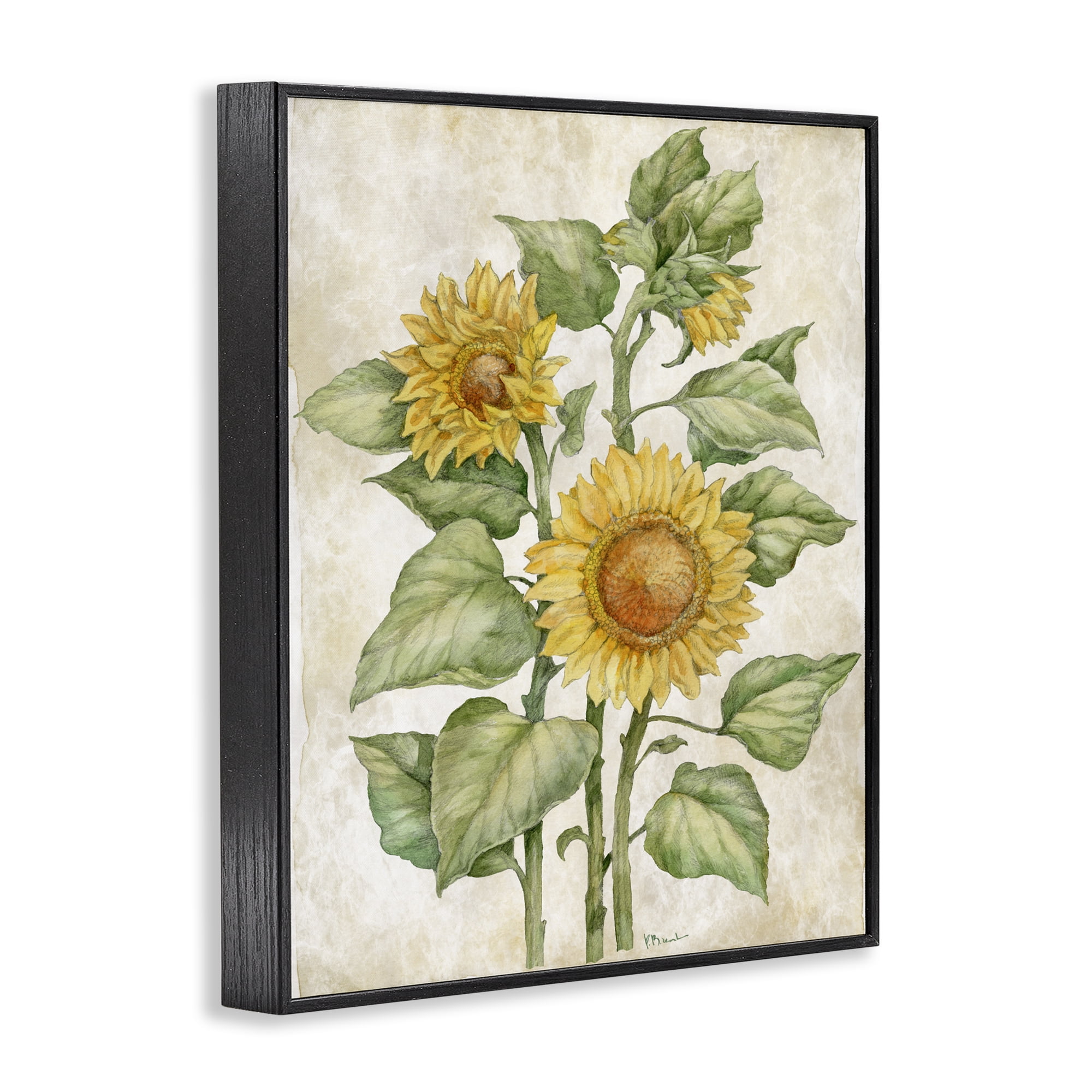 Stupell Industries Floral Journal Sunflower Black Framed Giclee Art, design by Paul Brent