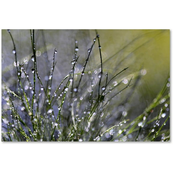 Trademark Fine Art "Spring Morning" Canvas Art by Beata Czyzowska Young