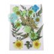thumbnail image 5 of de 25 vias flores secas de natural múltiples Hojas uñas te tesanía Jabón hecho a mano Ve Resina Material Macarena Flores secas prensadas naturales, 5 of 8