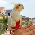 thumbnail image 4 of Bracelet Élastique Anti-Morsure Réglable en Laisse de Perroquet pour Oiseaux Perroquets Cacatoès Aras Fonepro Rouge, 4 of 5