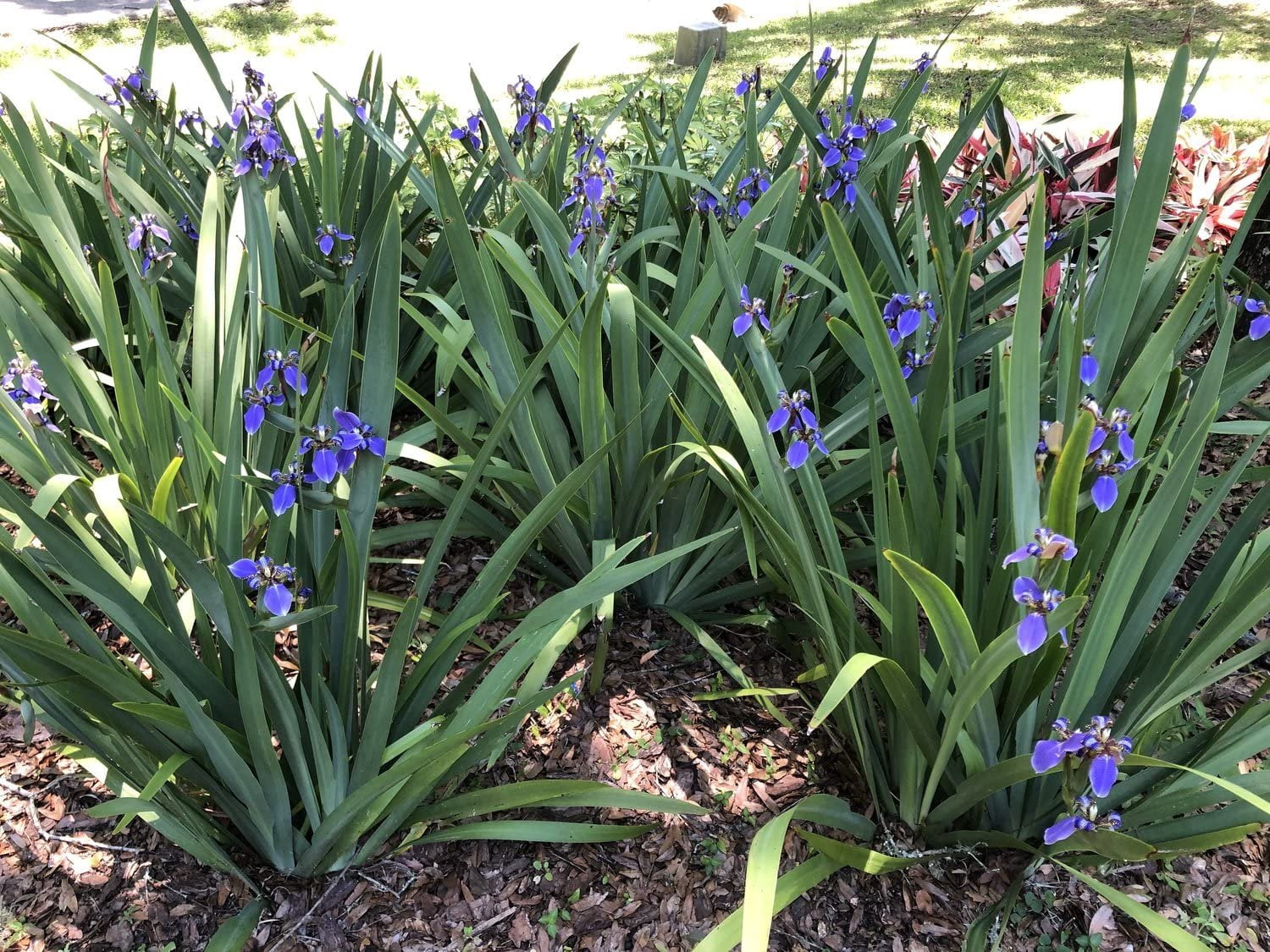 Walking Iris Regina  3 Live Plants  Giant Apostle Plant  Exotic Fragrant Blooming Specimen