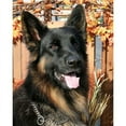 thumbnail image 2 of CafePress - Cabo German Shepard Photo 4 Mug - 11 oz Ceramic Mug - Novelty Coffee Tea Cup, 2 of 4