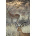 thumbnail image 2 of Morris, Arthur 17x24 White Modern Wood Framed Museum Art Print Titled - Kenya, Samburu Reserve Two Impalas amid grass, 2 of 4